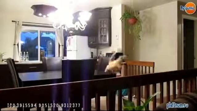 котик, который не умеет прыгать смотреть онлайн
