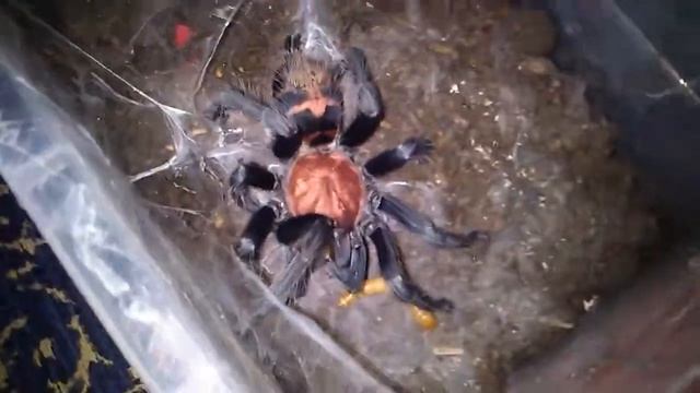 Cyclosternum fasciatum After Molting the First Feed смотреть онлайн