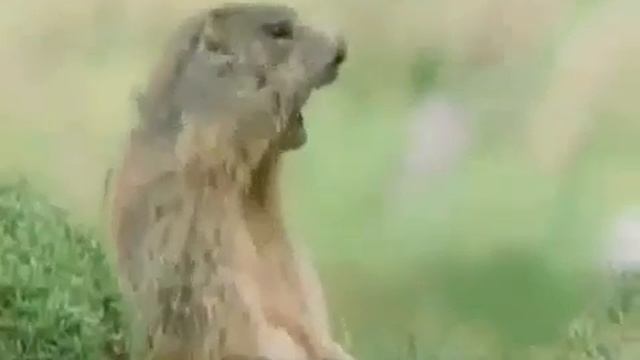 Животные веселятся смотреть онлайн