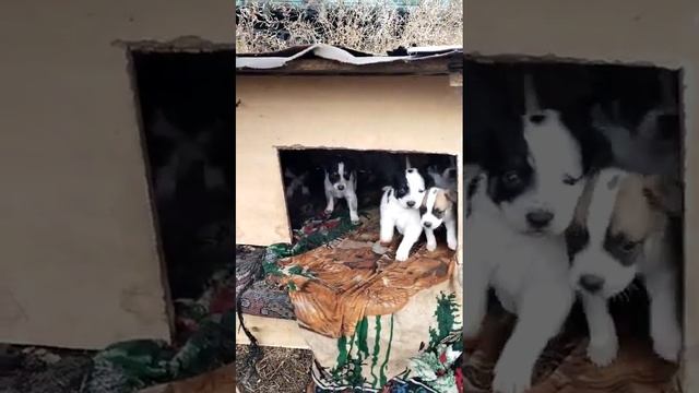 Омск! Помогите найти им дом !!! Жмите ссылку в описании👇 смотреть онлайн