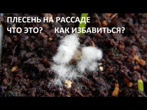 Плесень на рассаде. Что это? Как избавиться?