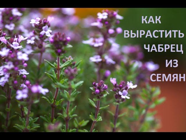 Чабрец из семян от А до Я. смотреть онлайн