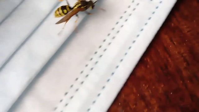 look at the wasp's fulman.@(schau nur Wespenstich.) смотреть онлайн