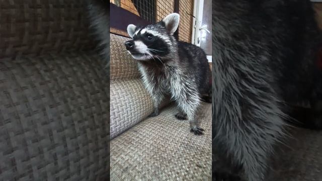 кусаки мои #енотилюша #помощьбездомнымживотным #животные #animals смотреть онлайн