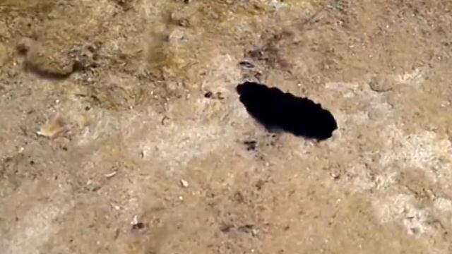 Platyhelminthes (Flatworm) in Adriatic sea. смотреть онлайн