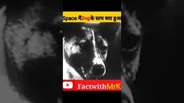 जब Space मैं dog🐶को भेजा तो क्या हुआ||sad🥺 Story of laika dog in space#shorts#a2motivation#facttech смотреть онлайн