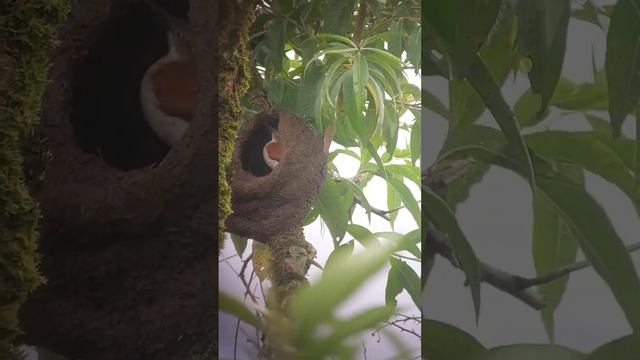 pale legged Hornero, construyendo su nido aquí en Mindo Cloud Forest смотреть онлайн