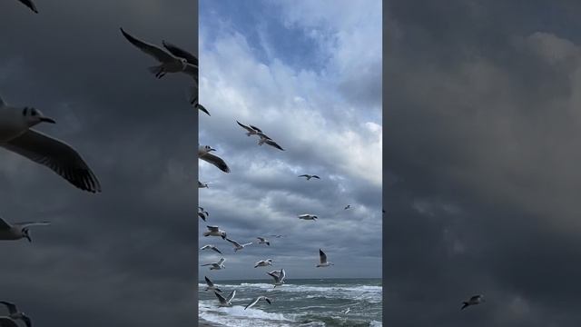 What is the message of Jonathan Livingston Seagull? смотреть онлайн