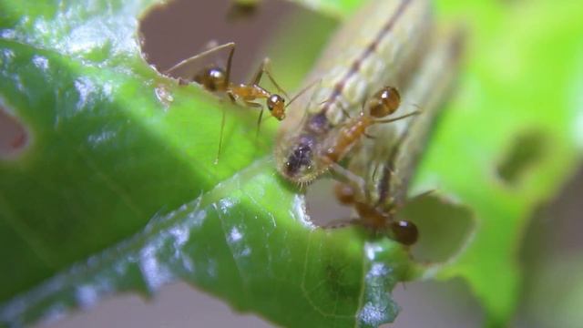 A Tale on the friendship between Butterfly caterpillars and Ants смотреть онлайн