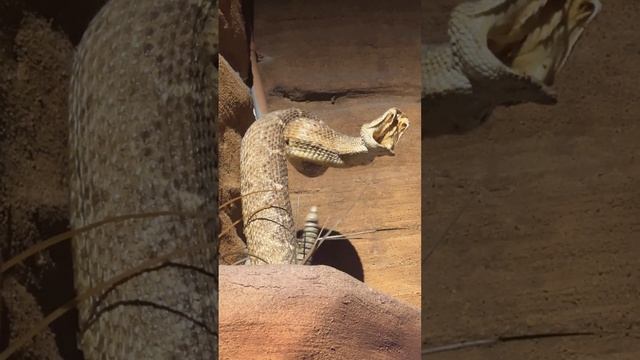 A Robotic Rattlesnake смотреть онлайн