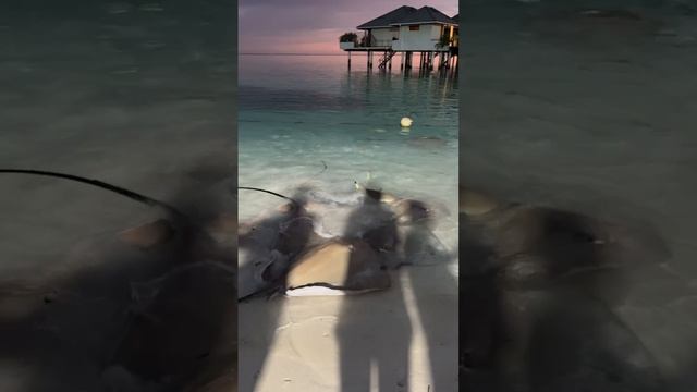 Кормление скатов на берегу у отеля. Просто залипательно! смотреть онлайн
