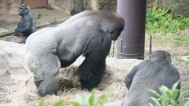 Baby gorilla Sumomo cared by her mom and siblings | Gorilla Haoko Family смотреть онлайн