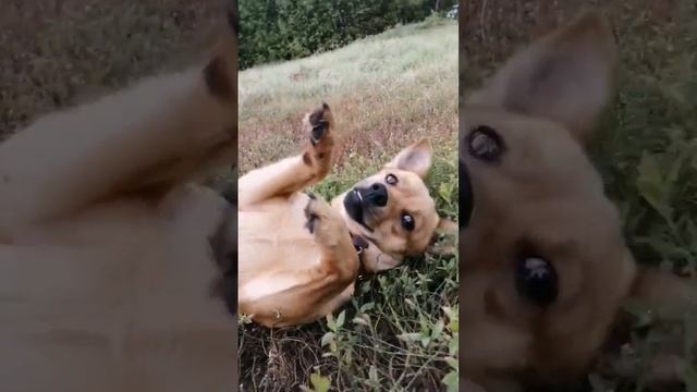 СОБАКА | ЛАЕТ ? ГАВКАЕТ ? ПИСАЛА ? смотреть онлайн