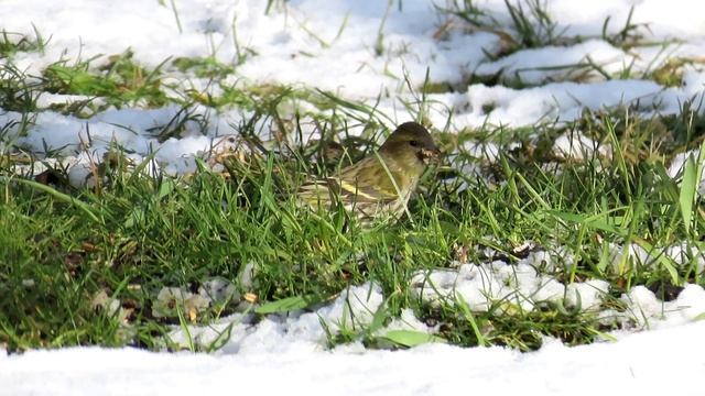 1249. Čížek lesní, Eurasian siskin, Erlenzeisig, Sijs, Tarin des aulnes, Чиж, Czyż zwyczajny смотреть онлайн