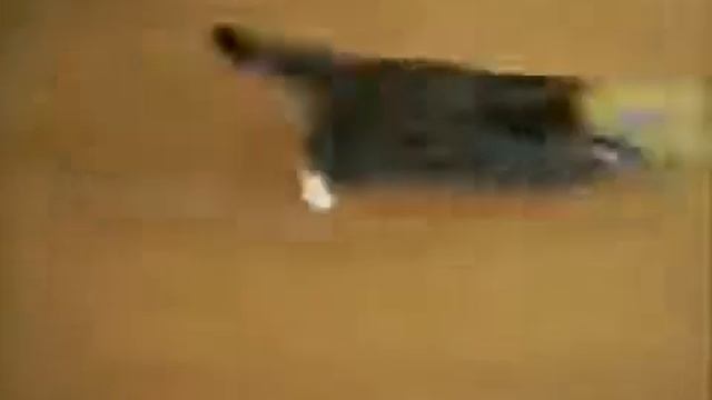 Смешные КОШКИ ТВ смотреть онлайн