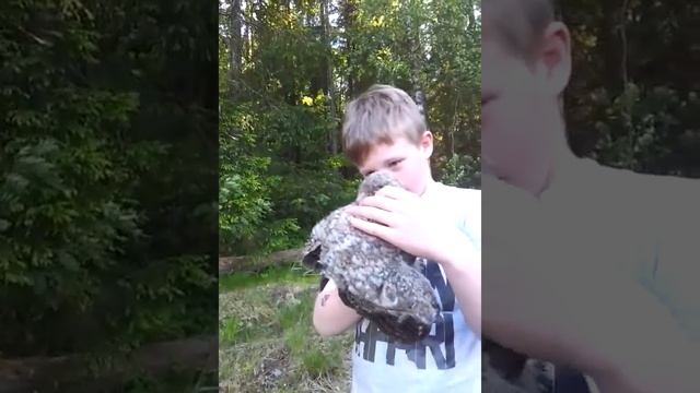 Kattugler unger. смотреть онлайн