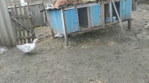 Мускусные утки Немецкой тяжелой линии.