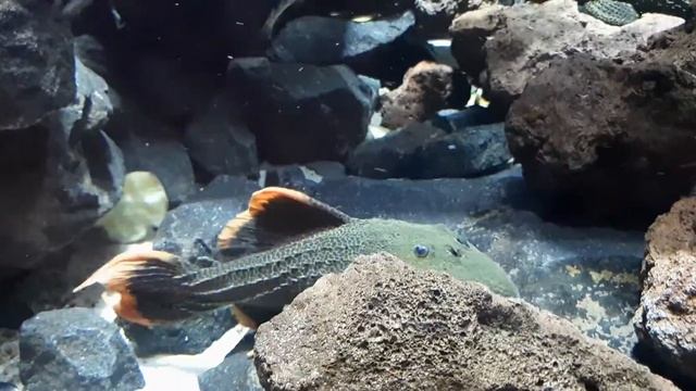 Pleco tank 29 смотреть онлайн