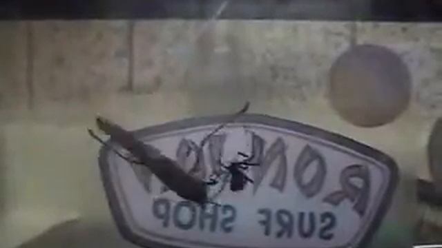 Black Widow смотреть онлайн