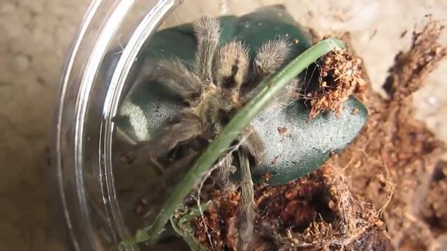 Mini Tarantula Vid 4 смотреть онлайн