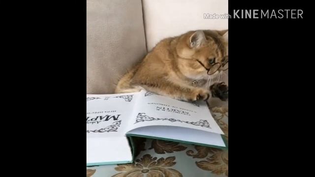 Красивые и смешные кошки, коты и котята 😺 смотреть онлайн