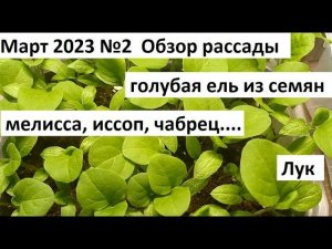 Март 2023 №2  Рассада.