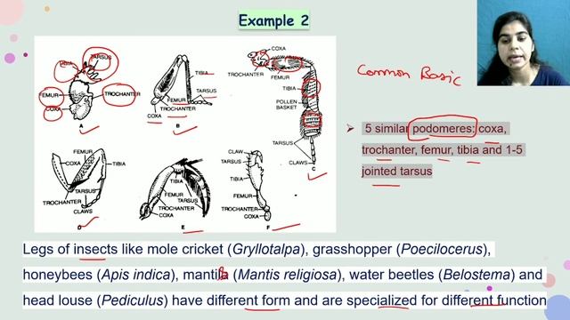 Homologous organs || Evolution || B. Sc. & M. Sc. Zoology смотреть онлайн