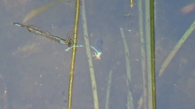 Egg-laying Behavior of the Bluet Damselfly смотреть онлайн