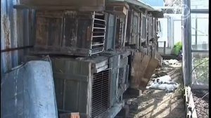 Челябинская чупакабра | Первый канал