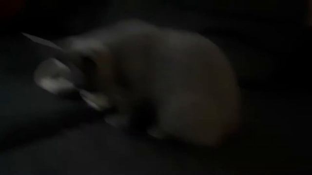 Моя кошка Сима смотреть онлайн