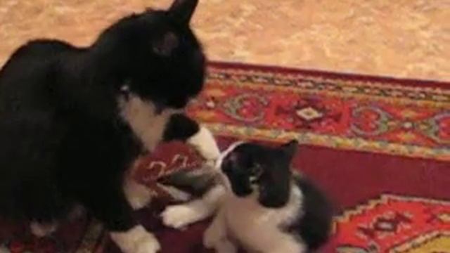 Кошка с котенком играет смотреть онлайн