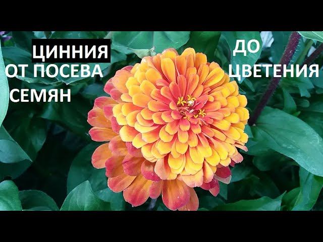 Цинния от А до Я. смотреть онлайн