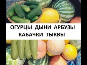 Как вырастить рассаду огурцов, дынь, арбузов , кабачков, тыквы.