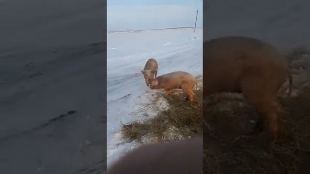 Трасса узунколь смотреть онлайн