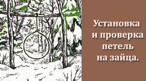 Петли на зайца.