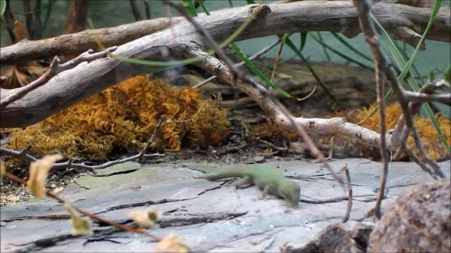 Lygodactylus Williamsi female feeding 102615 смотреть онлайн