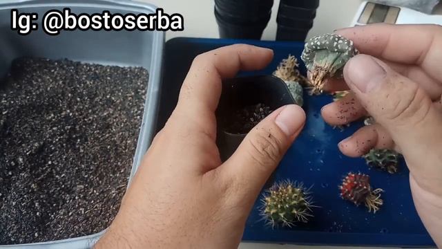 WAKTU YANG TEPAT UNTUK REPOTTING TANAMAN KAKTUS смотреть онлайн