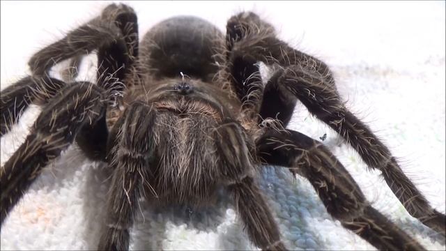 Jubiläumswoche: Kurz und knackig 9 / Handling von Vogelspinnen (Brachypelma albopilosum) смотреть онлайн