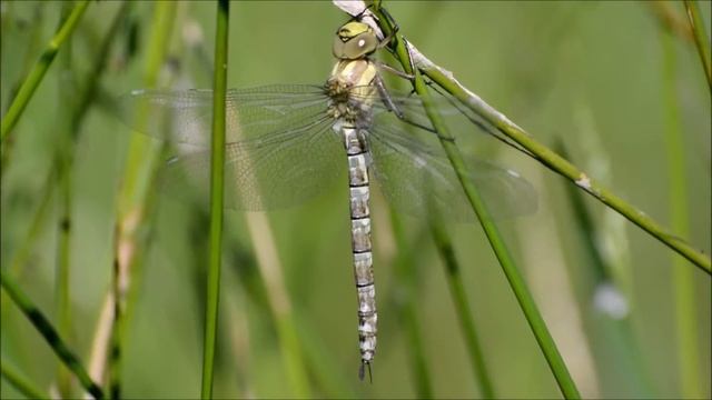 Aeshna cyanea - teneralna samica. смотреть онлайн
