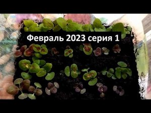 Февраль 2023 серия №1. Сезон рассады открыт)
