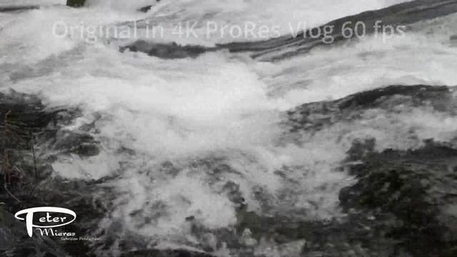 Sockeye salmon Oncorhynchus nerka swimming over rocks up river 4K stock footage смотреть онлайн