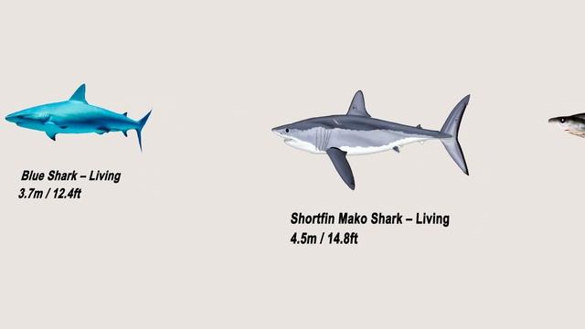 Sharks Size Comparison смотреть онлайн