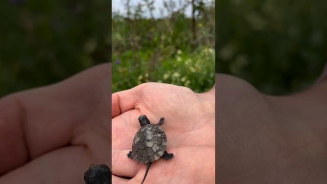 baby turtle 😍 #reels #рекомендации #подпишись #live #travel #nature #baby смотреть онлайн