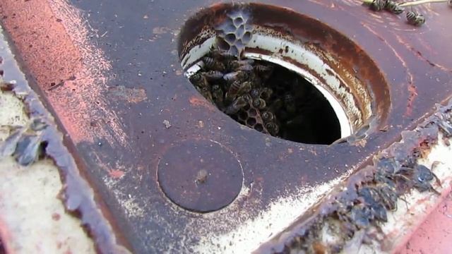 4 года семья пчел живет своей жизнью и не роится, пчелы не меняются, не осматриваются 15.01.2025 смотреть онлайн