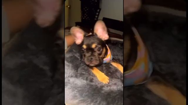 What is that weird sound I’m hearing. #shorts #frenchie #reaction #frenchielovers #frenchieworldwid смотреть онлайн