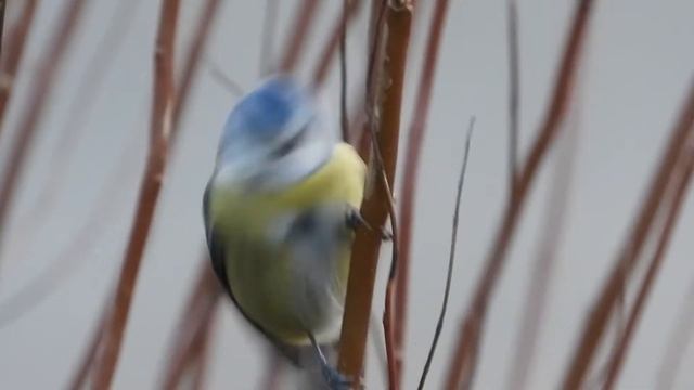 синица видео смотреть онлайн