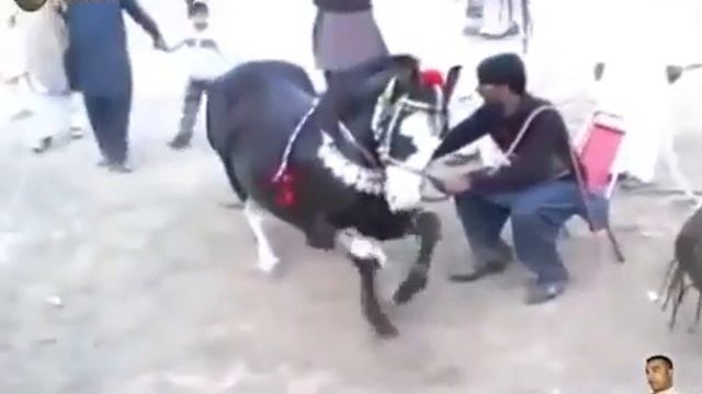 Как можно научить лошадь танцевать смотреть онлайн