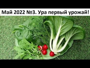 Май 2022 серия №3. Высаживаем рассаду лука, брокколи и многое другое)