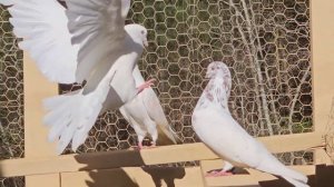 Iranian high-flying pigeons ( Иранских высоколетные голуби)