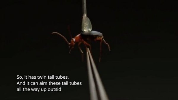 Incredible Creatures That Defy Evolution Darwinism Destroyed by Bombardier Beetle - Dr Jobe Martin
